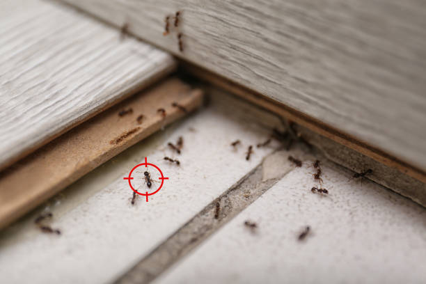 Best Residential Pest Control  in Riverside, AL